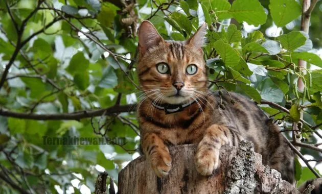 Cara merawat kucing hutan