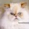 Kucing Himalaya Kucing Himalaya