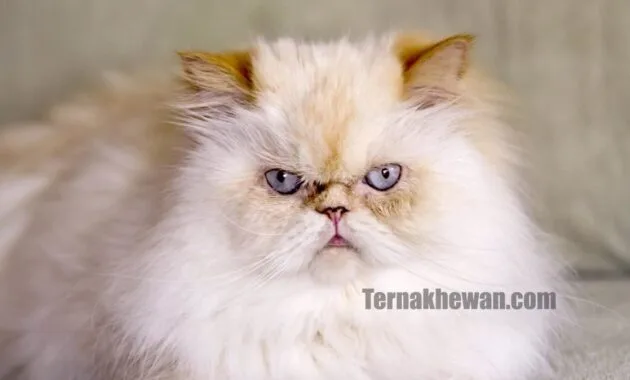 Kucing Himalaya