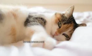 Cara merawat kucing sakit