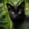 Cara merawat kucing hutan Cara merawat kucing hutan