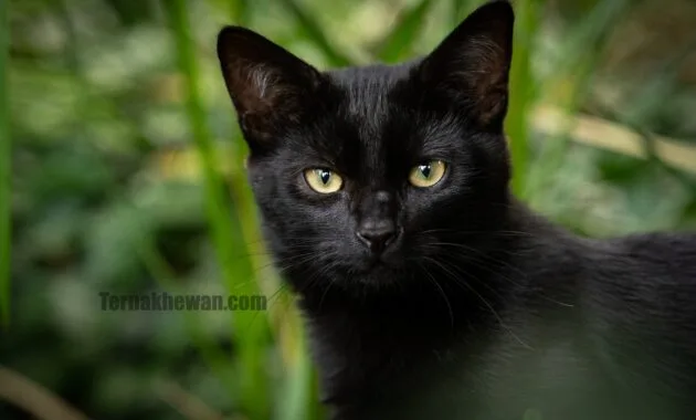 Cara merawat kucing hutan