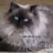 Kucing Himalaya Kucing Himalaya