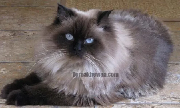 Kucing Himalaya