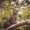 Cara merawat kucing hutan