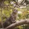 Cara merawat kucing hutan Cara merawat kucing hutan