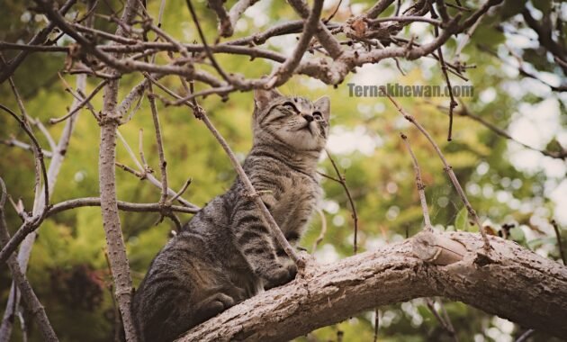Cara merawat kucing hutan