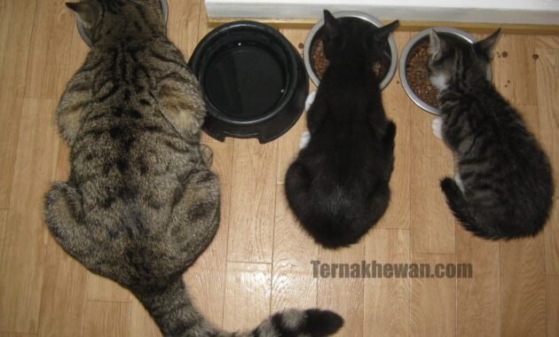 Makanan untuk kucing 1 bulan