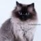 Kucing Himalaya Kucing Himalaya