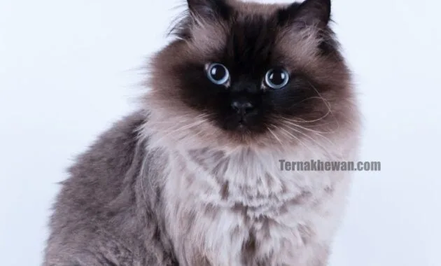 Kucing Himalaya