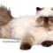 Kucing Himalaya Kucing Himalaya
