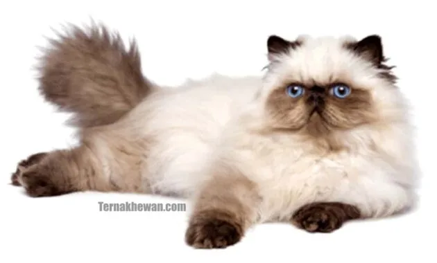 Kucing Himalaya