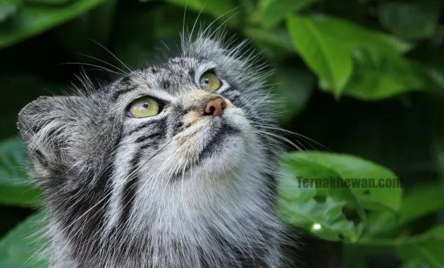Cara merawat kucing hutan