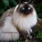 Kucing Himalaya Kucing Himalaya
