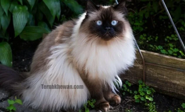 Kucing Himalaya