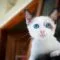 Cara Memelihara Anak Kucing