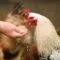 Cara Berbisnis Ayam Potong