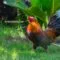 Cara Berbisnis Ayam Potong