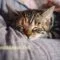 Cara Memelihara Anak Kucing