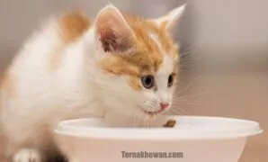 Makanan untuk anak kucing kampung
