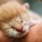 Cara Memelihara Anak Kucing