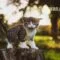 Cara Memelihara Anak Kucing