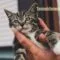 Cara Memelihara Anak Kucing