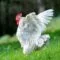 Cara Berbisnis Ayam Potong