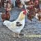 Cara Berbisnis Ayam Potong