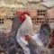 Cara Berbisnis Ayam Potong