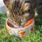 Makanan Terbaik Untuk Anak Kucing