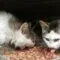 Makanan Terbaik Untuk Anak Kucing