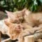 Cara merawat kucing hutan Cara merawat kucing hutan
