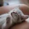 merawat bulu kucing agar tidak rontok merawat bulu kucing agar tidak rontok