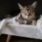 merawat bulu kucing agar tidak rontok merawat bulu kucing agar tidak rontok