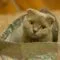 merawat bulu kucing agar tidak rontok merawat bulu kucing agar tidak rontok