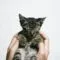 merawat bulu kucing agar tidak rontok merawat bulu kucing agar tidak rontok