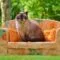 Cara merawat kucing hutan Cara merawat kucing hutan