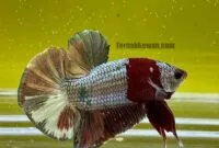 Ikan Cupang Cooper Ikan Cupang Cooper