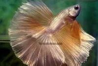 Ikan cupang super gold Ikan cupang super gold