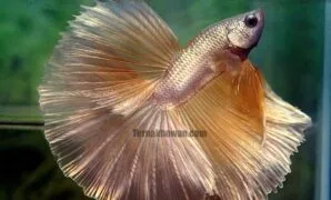 Ikan cupang super gold