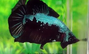 Cupang Green Samurai