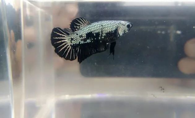 Ikan Cupang Black Samurai