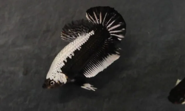 Ikan Cupang Black Samurai