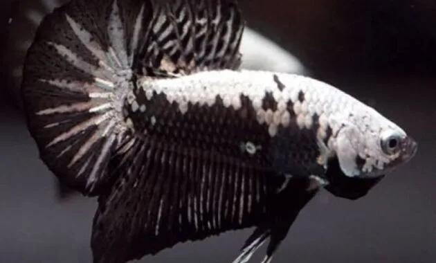 Ikan Cupang Black Samurai