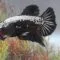 Ikan Cupang Black Samurai Ikan Cupang Black Samurai