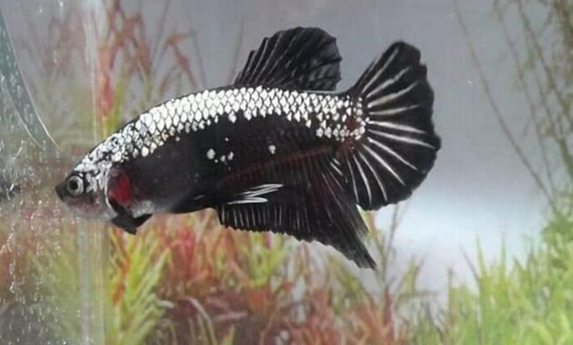Ikan Cupang Black Samurai