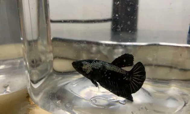 Ikan Cupang Black Samurai