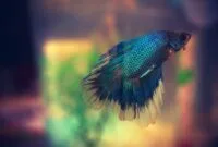 Jenis ikan cupang yang mahal Jenis ikan cupang yang mahal