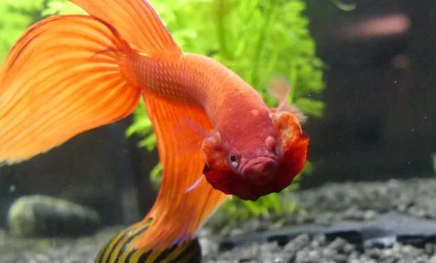 Ikan cupang tidak mau makan